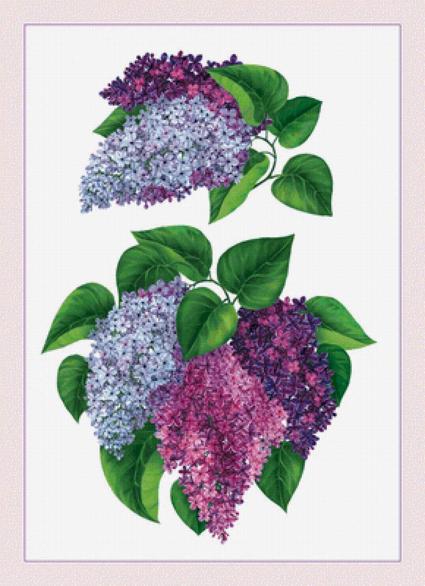 №2134202 - сирень, цветы - предпросмотр