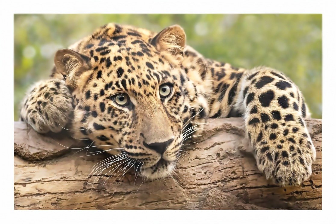 №2134212 - животные, хищники - оригинал