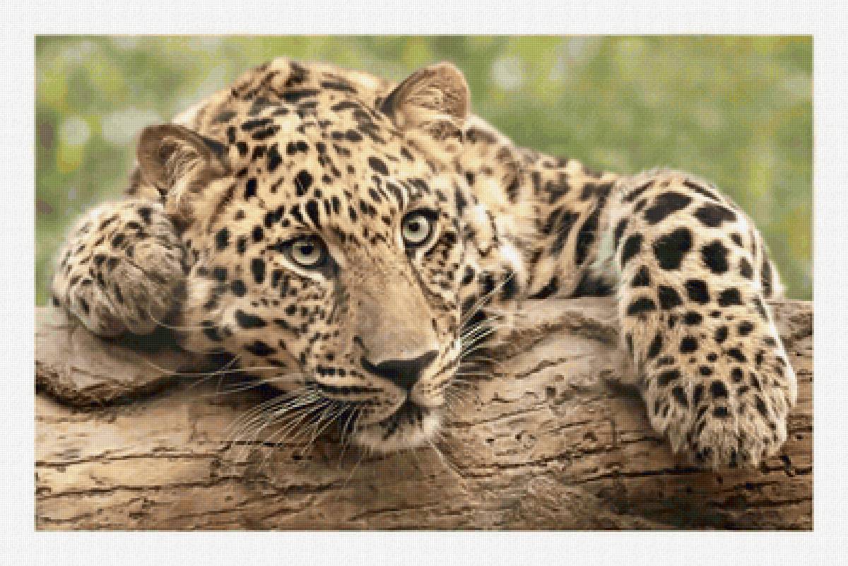 №2134212 - хищники, животные - предпросмотр