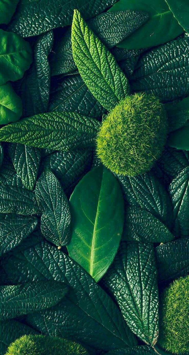 Green - листья, растения, макро, зеленый - оригинал