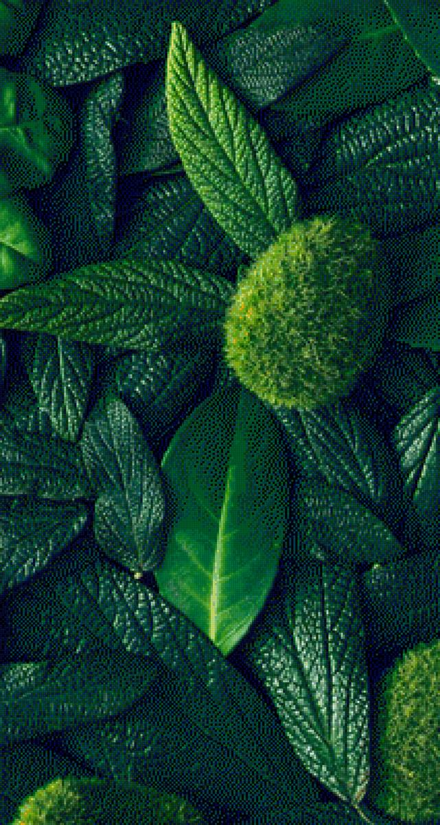 Green - зеленый, макро, растения, листья - предпросмотр