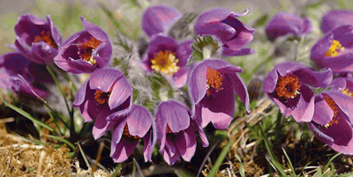 Сон-трава - предпросмотр