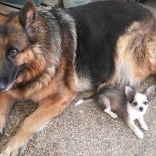 Sahira y Bilbo dmc con capuchas 400 x