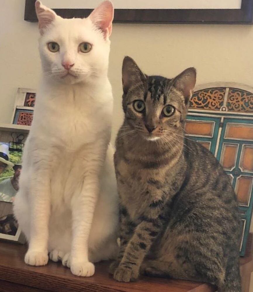 GATOS - оригинал