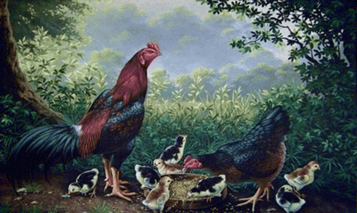 Cuidando,da  familhea - galinhas sitio - предпросмотр