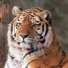 Схема вышивки «№2135277»