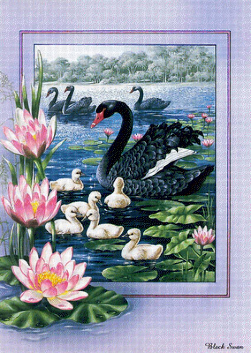 Лебедь - птицы - предпросмотр