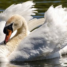 Схема вышивки «Лебедь»