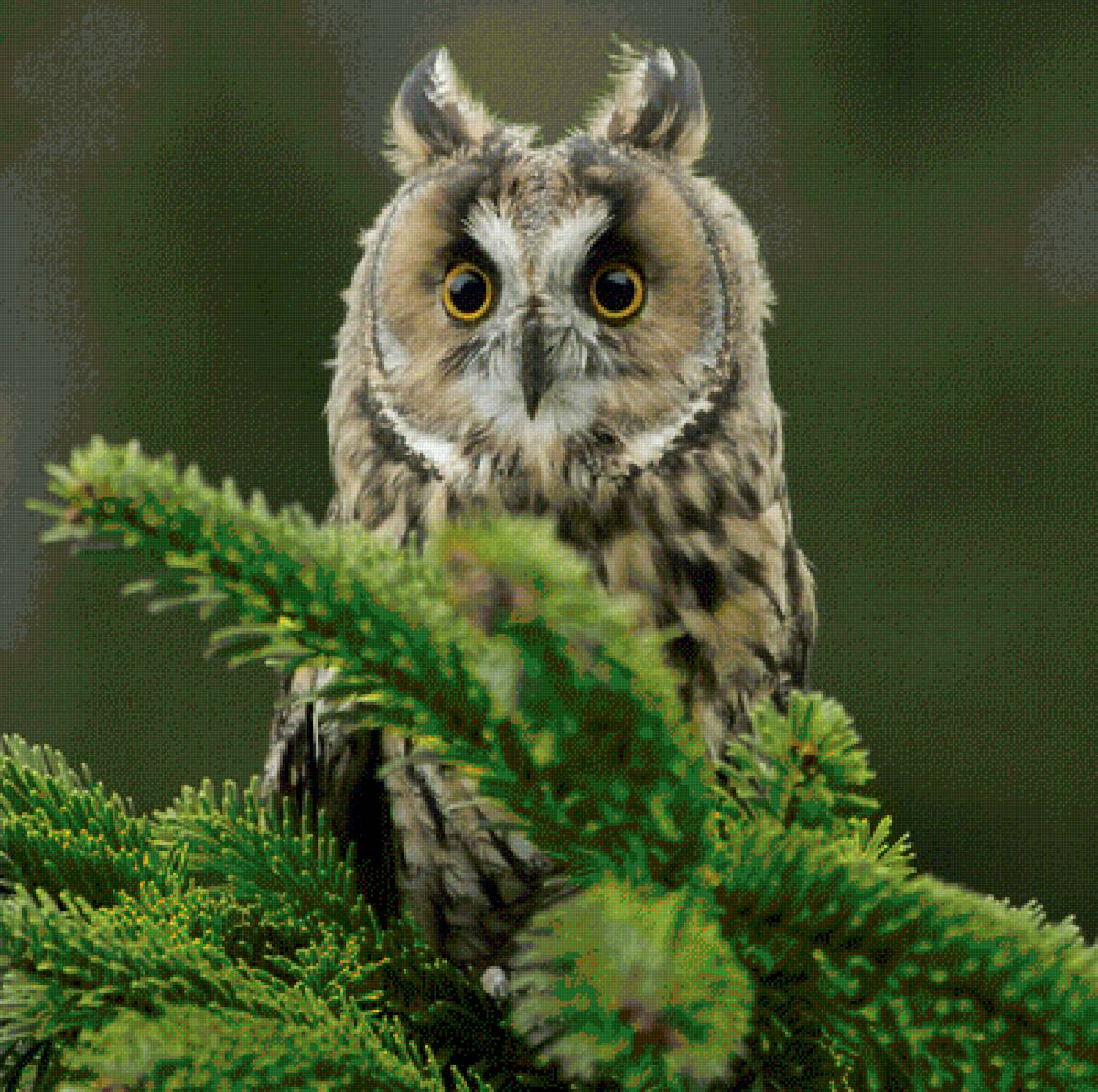 Совёнок - предпросмотр