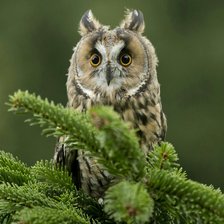 Схема вышивки «Совёнок»