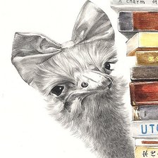 Любознательный страус