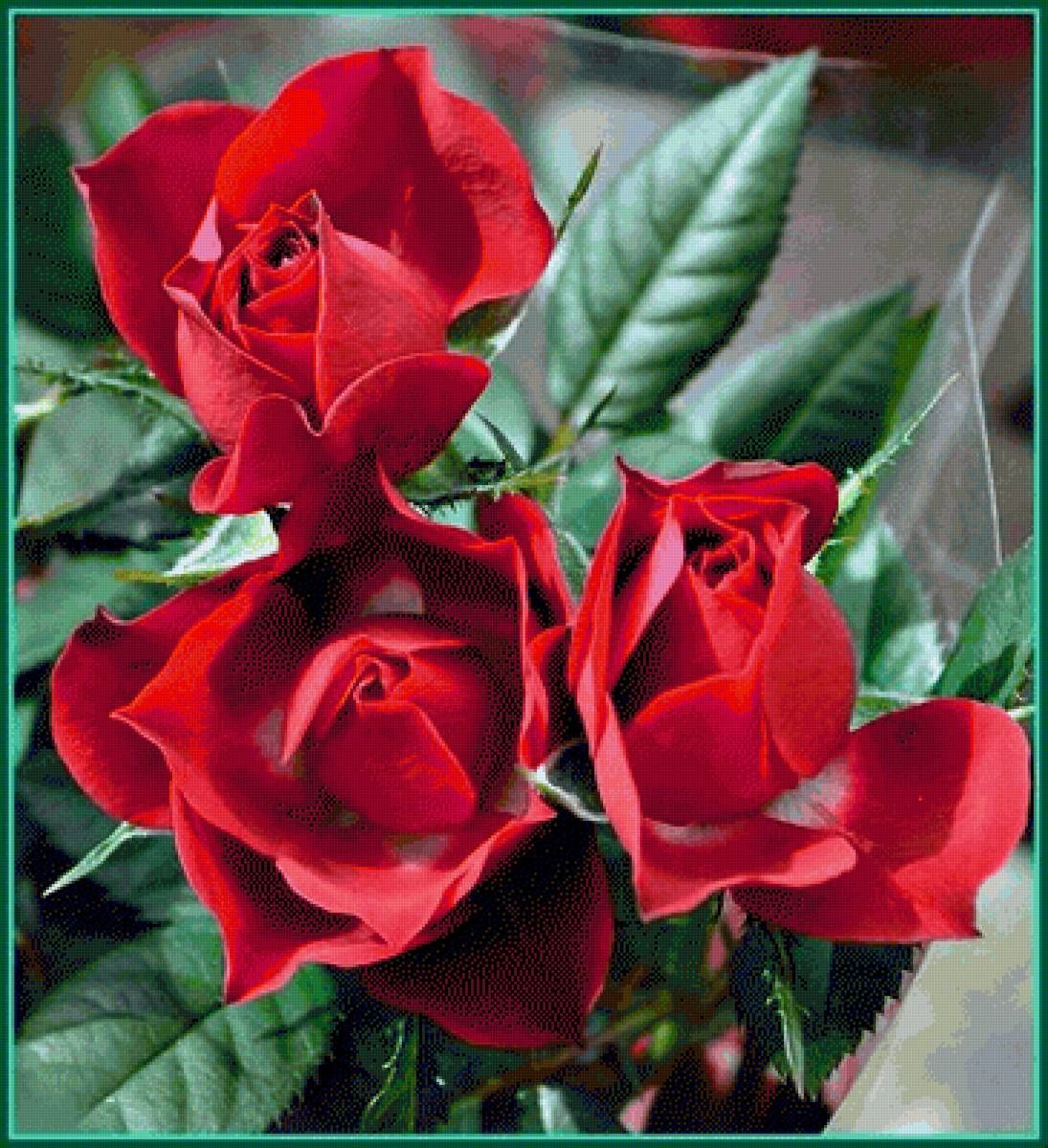 Букет красных роз - цветы, букет, розы - предпросмотр