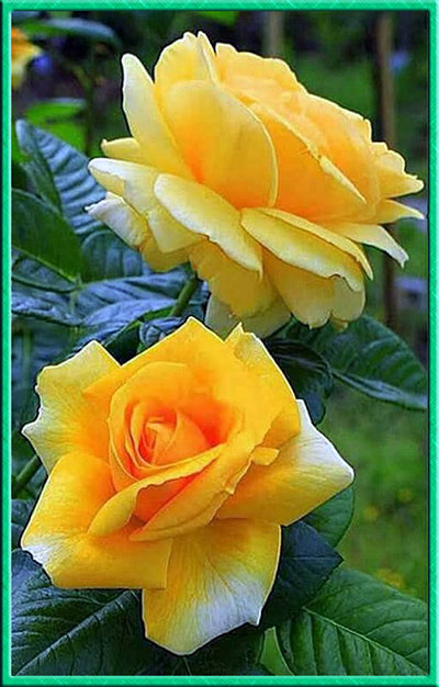 Два солнышка - цветы, роза - оригинал