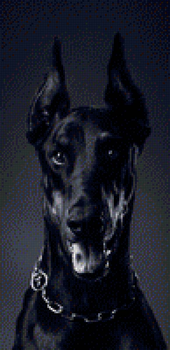 Доберман - собака, доберман - предпросмотр