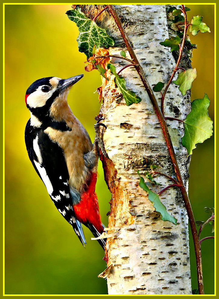 Дятел - дятел, птицы - оригинал