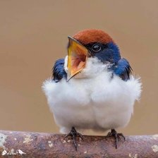 Схема вышивки «Есть хочу»