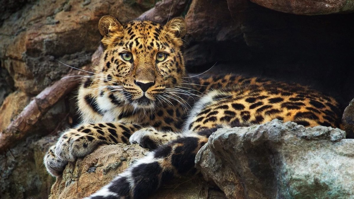 №2137025 - оригинал