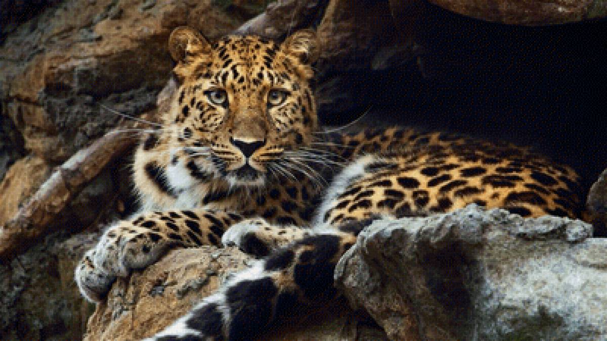 №2137025 - предпросмотр