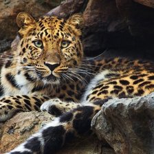 Схема вышивки «№2137025»