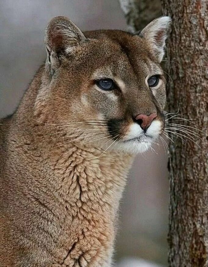 №2137055 - оригинал