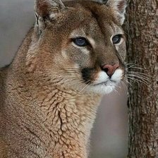 Схема вышивки «№2137055»