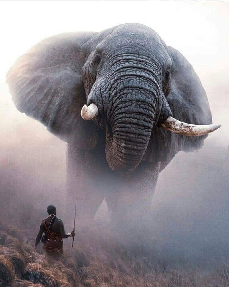 African Elephant - оригинал