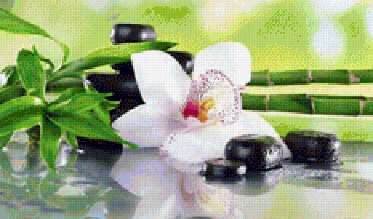 Орхидея 10 - цветы, орхидея - предпросмотр