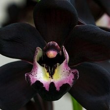 Орхидея 12