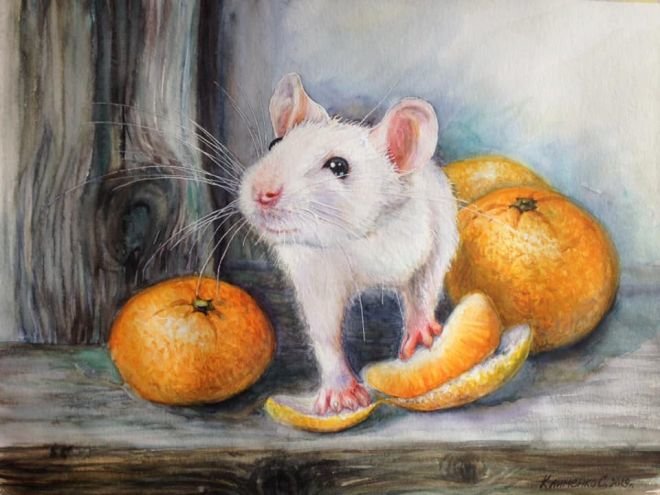 №2137328 - апельсины, мышка - оригинал