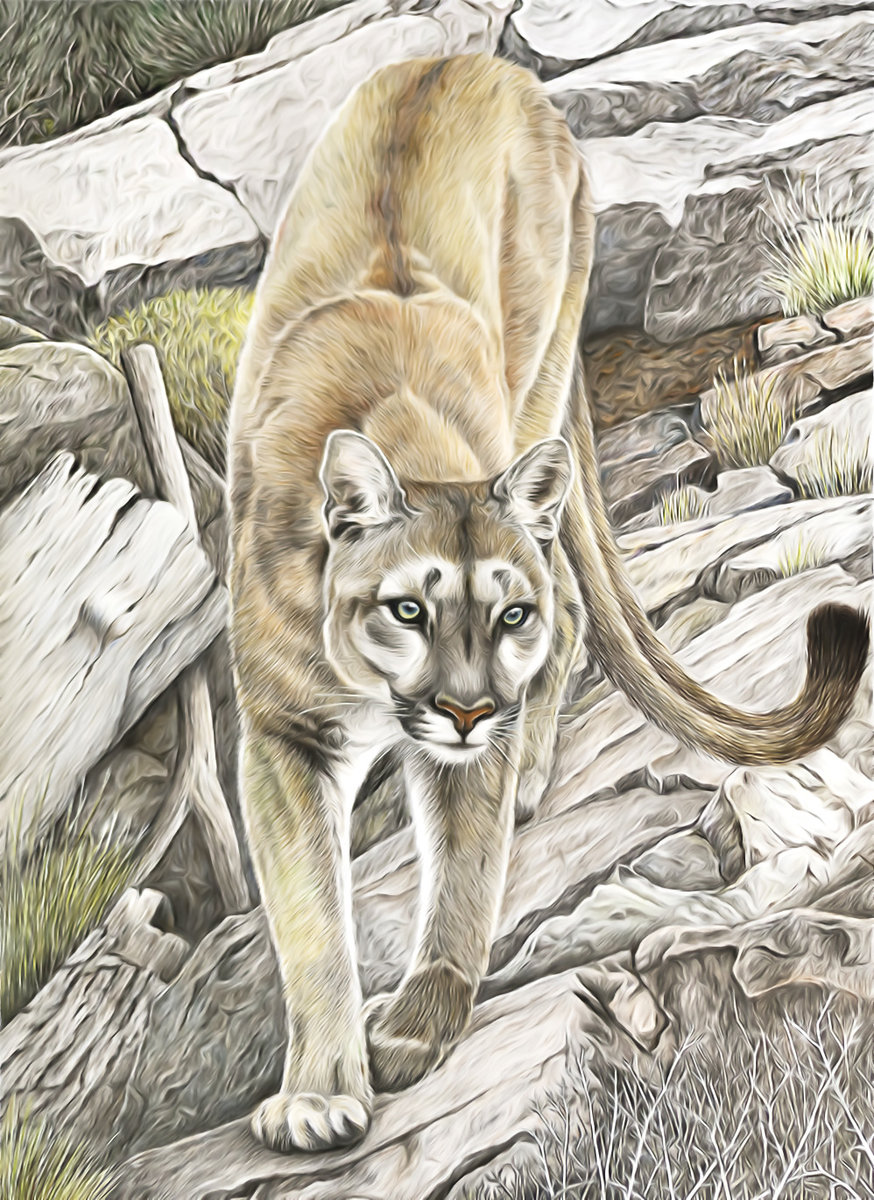 №2137745 - хищники, животные, пума - оригинал