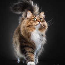 Схема вышивки «кот»