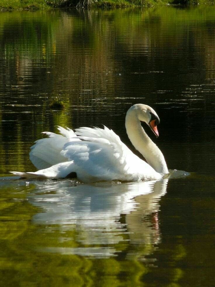 №2138704 - оригинал