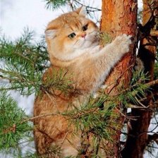 Схема вышивки «Все выше»