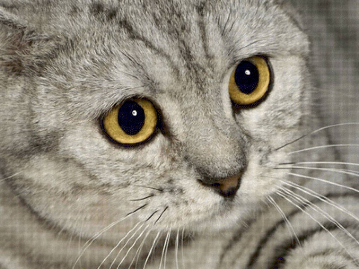 Киса - животные, кошка - предпросмотр