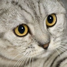 Схема вышивки «Киса»