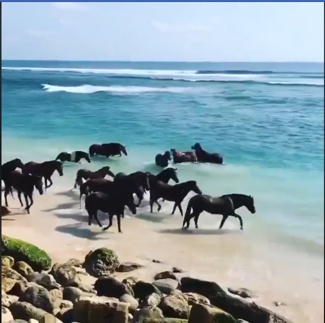 купание лошадей - море, лошади - оригинал