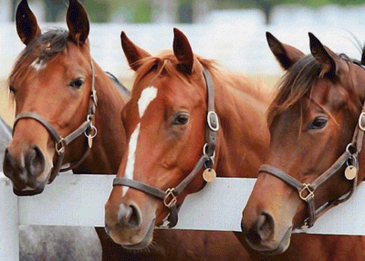 TRES CABALLOS - предпросмотр