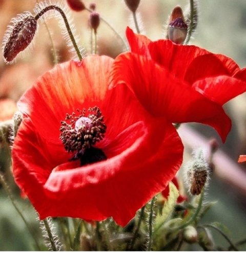 Маки - мак, цветы - оригинал