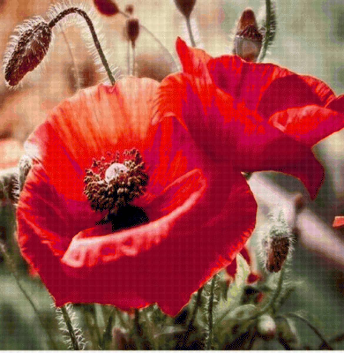 Маки - цветы, мак - предпросмотр