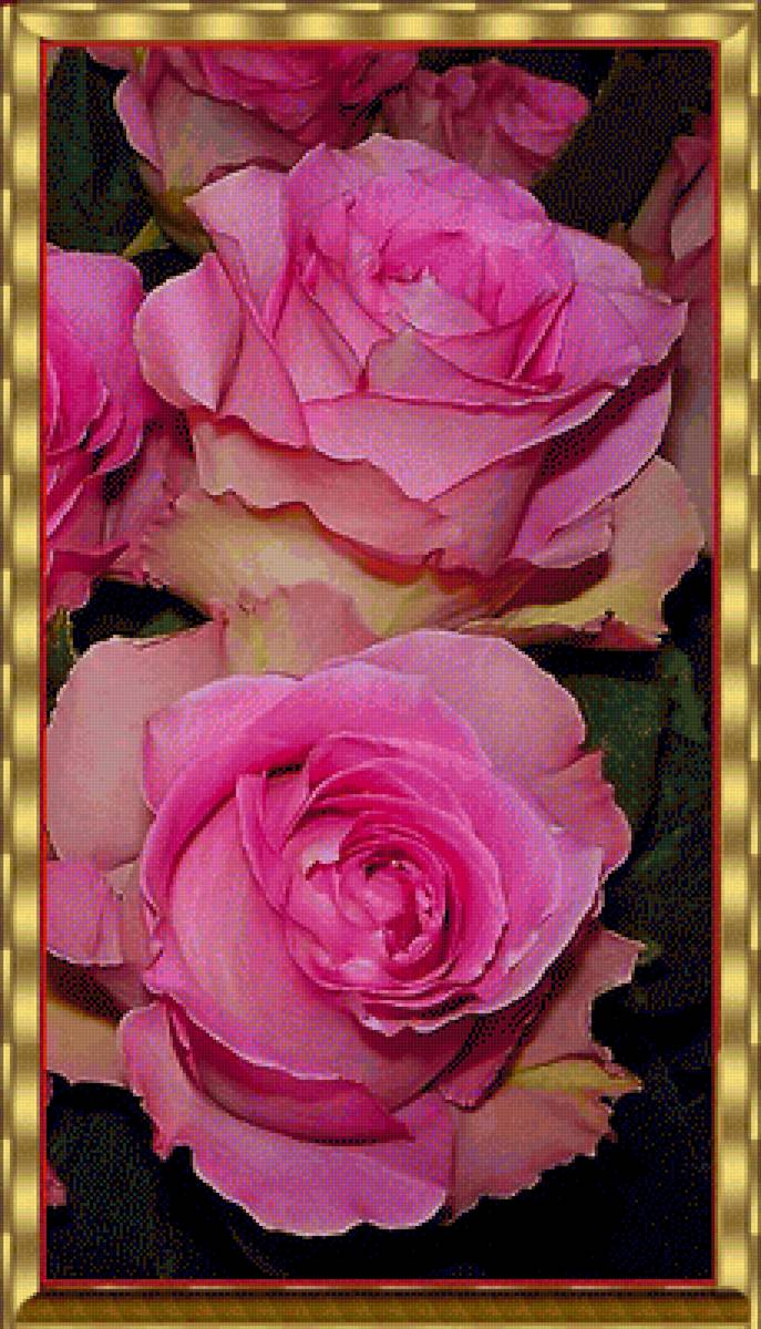 Розы - цветы, роза - предпросмотр