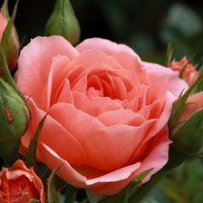 Оригинал схемы вышивки «Красавица роза» (№2139537)