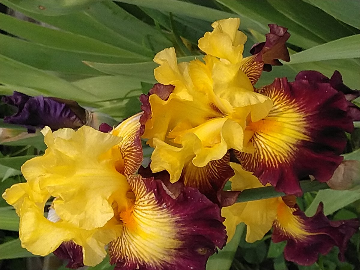 Ирисы - сад, букет, ирисы - оригинал