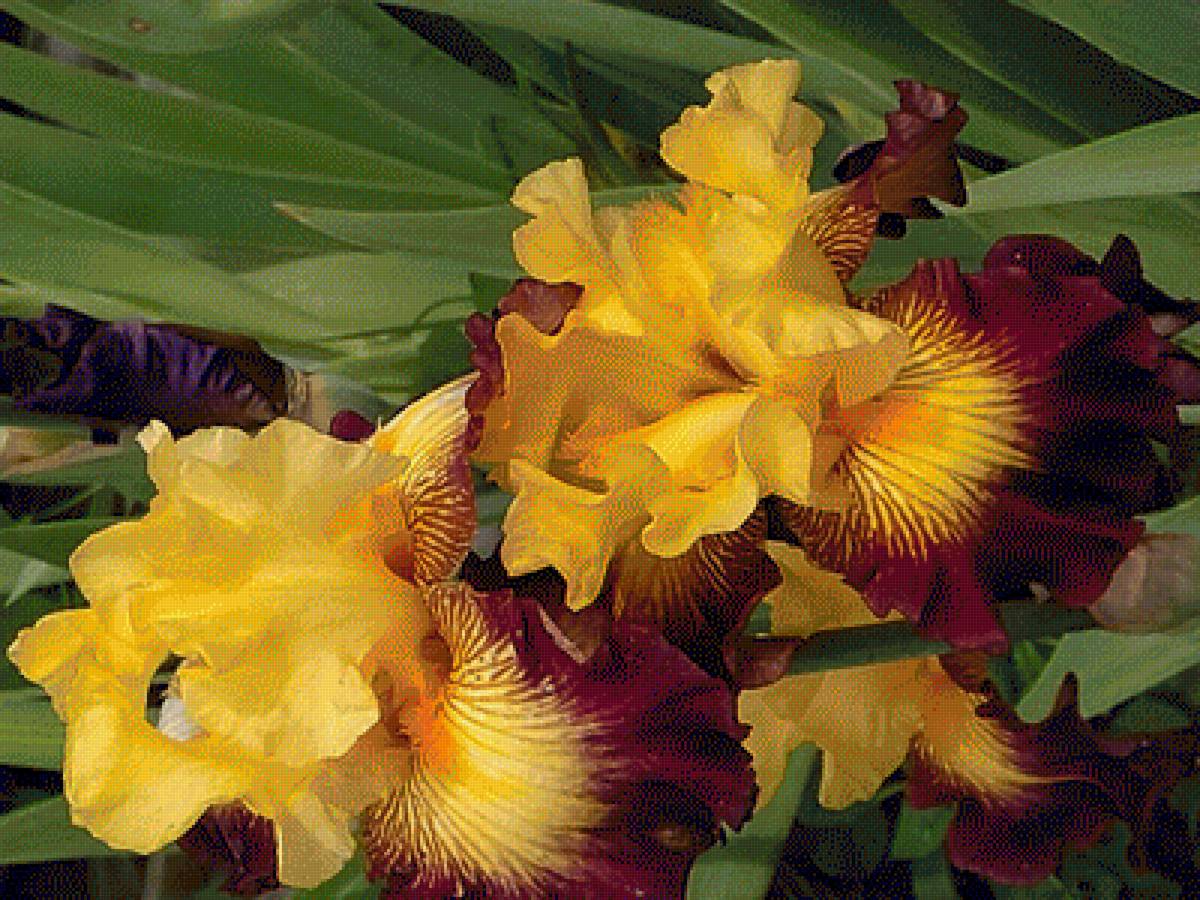 Ирисы - букет, сад, ирисы - предпросмотр