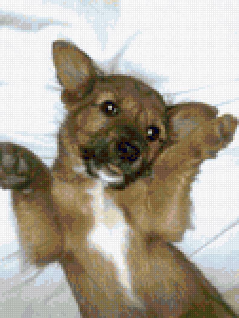 Сімона - собаки - предпросмотр