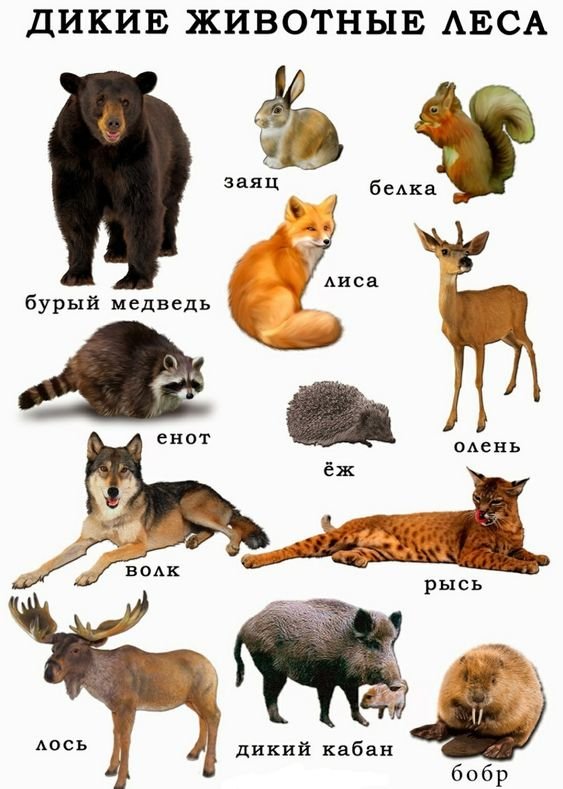 №2140350 - дикие животные - оригинал