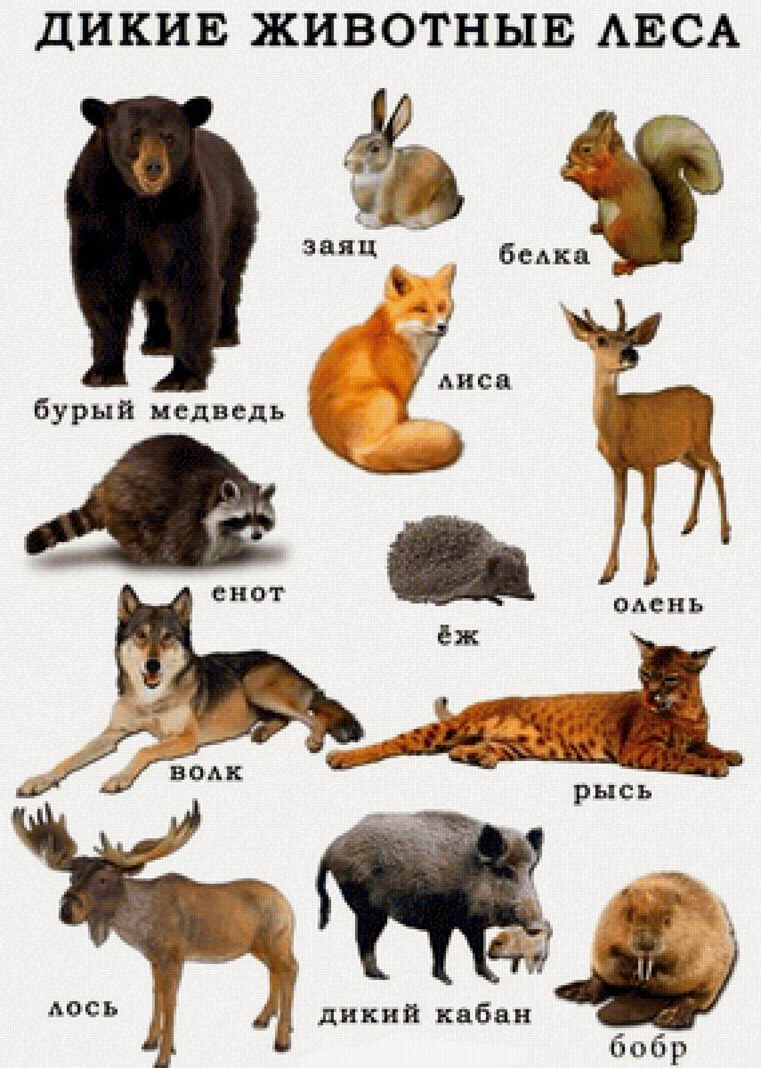 №2140350 - дикие животные - предпросмотр