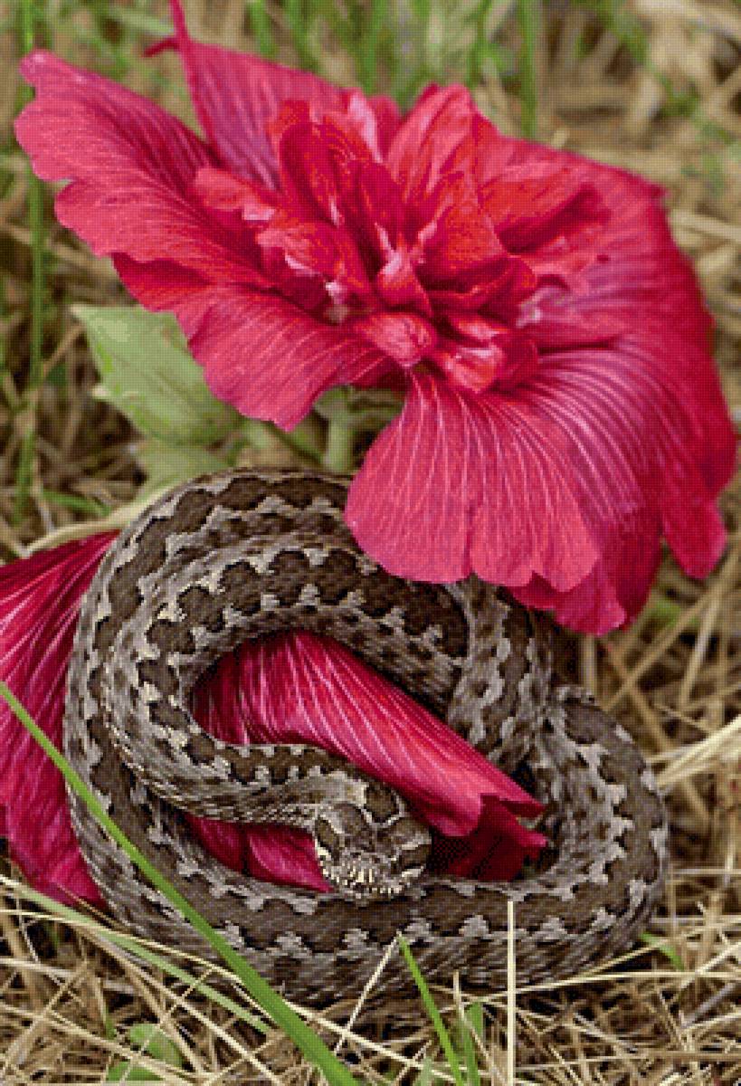 №2140351 - цветок, змея - предпросмотр