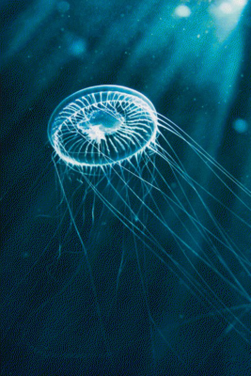 Jellyfish - animals, jellyfish, water, underwater, ocean - предпросмотр