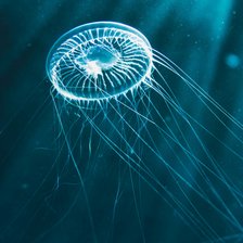 Схема вышивки «Jellyfish»