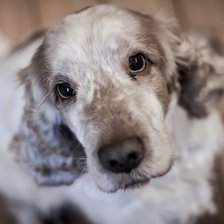 Схема вышивки «спаниель»